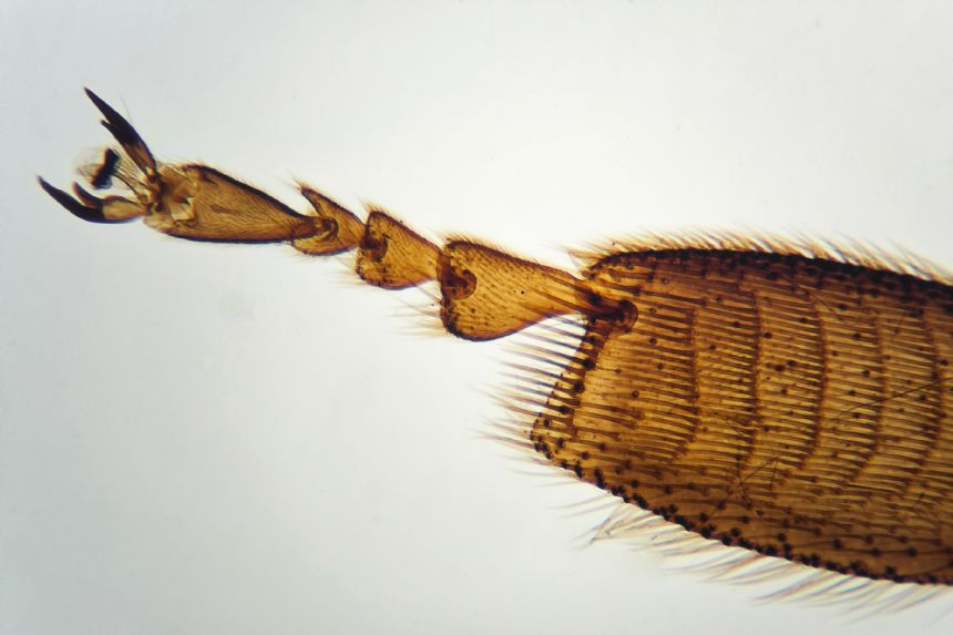 Outdoor Adventure Microscope