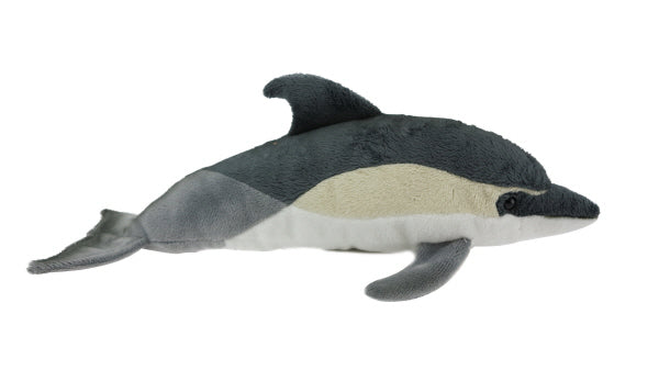 Antics Dolphin common  with Sound