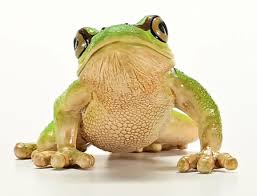 Schleich European Tree Frog